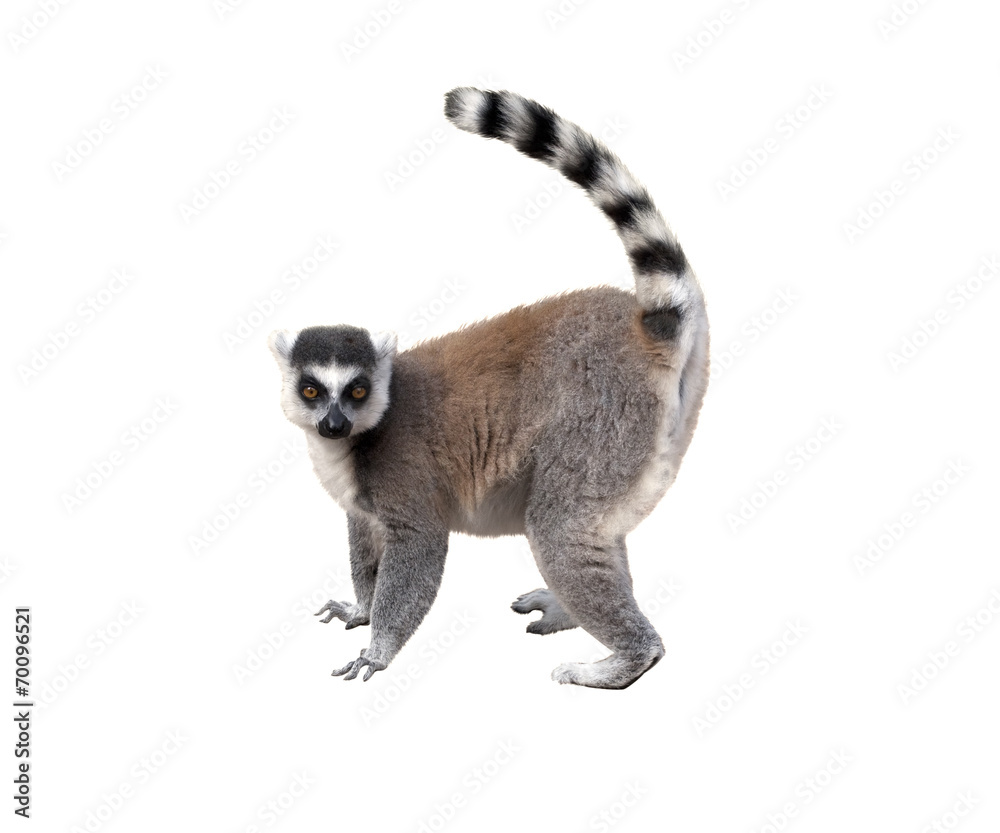Lemur - obrazy, fototapety, plakaty 