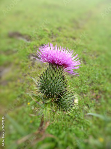 Mariendistel - Heilpflanze  Bergpflanzen...