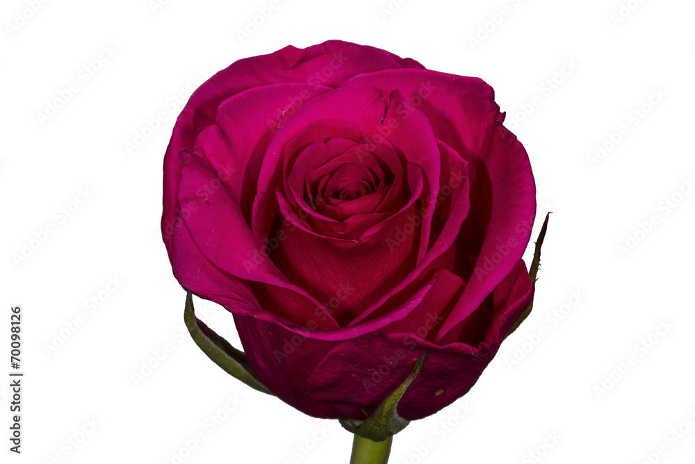 Single Red Rose Single Red Rose