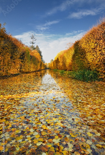 Jesień w parku, Gdańsk Oliwa, parkowy staw