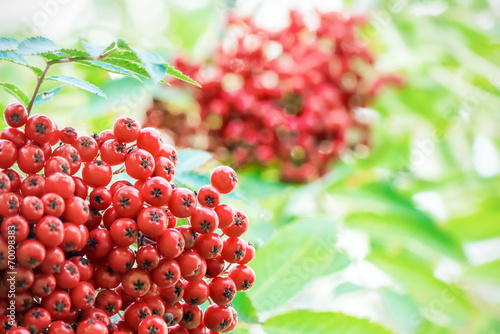Red rowan berries on a tree