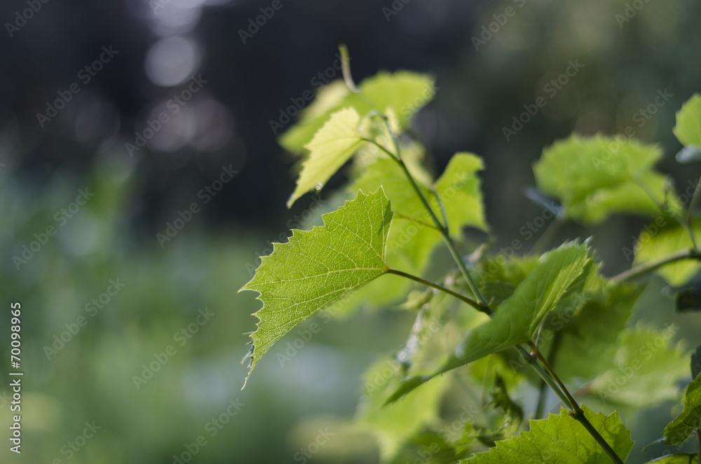 grape, leaves, green, leaf, agriculture, foliage, summer grape, leaves, green, leaf, agriculture, foliage, summer