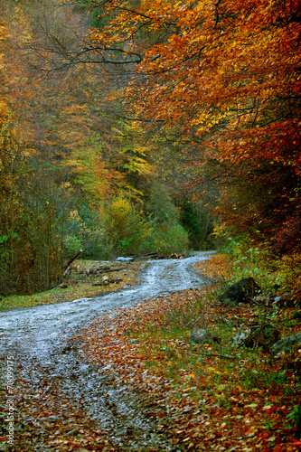 Curving road in autumn forest