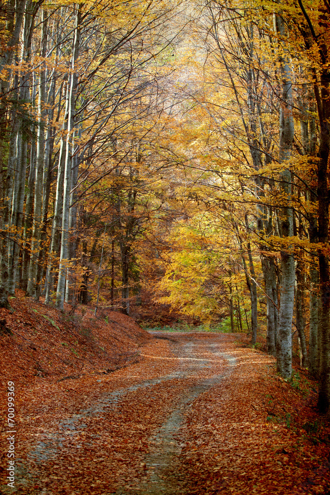 Curving road in autumn forest Curving road in autumn forest
