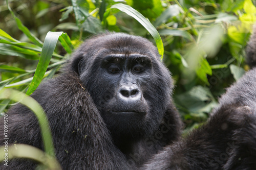 Bwindi Impenetrable NP: 1. Gorilla Trekking © ThoPics