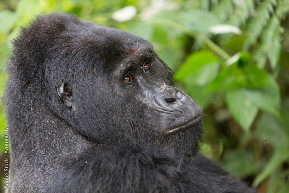 Bwindi Impenetrable NP: 1. Gorilla Trekking Bwindi Impenetrable NP: 1. Gorilla Trekking