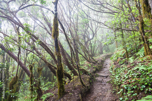 Rain Forest in Tenerife