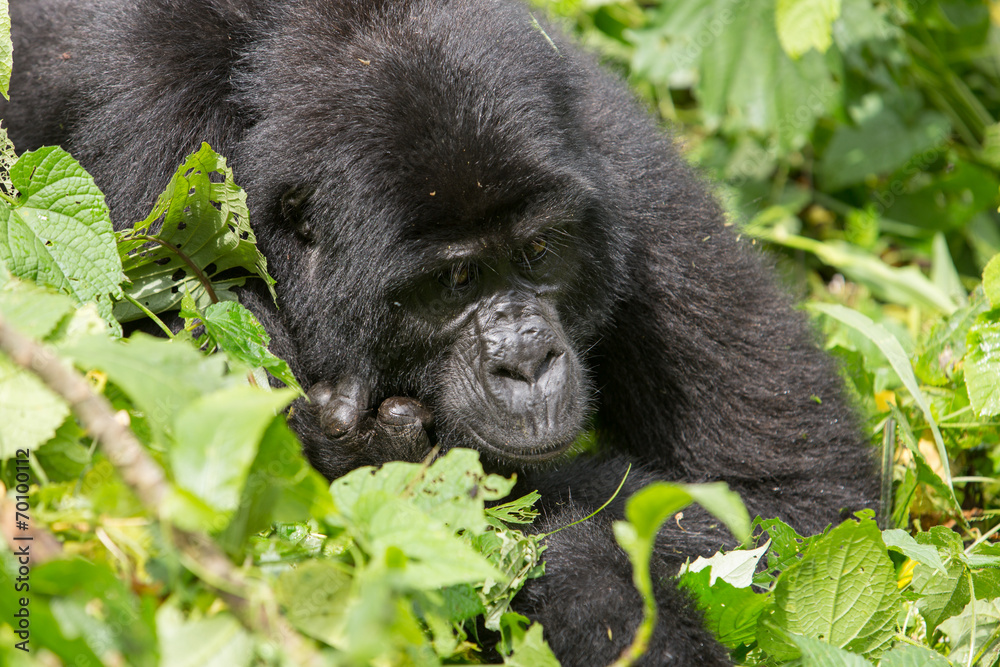 Bwindi Impenetrable NP: 1. Gorilla Trekking Bwindi Impenetrable NP: 1. Gorilla Trekking