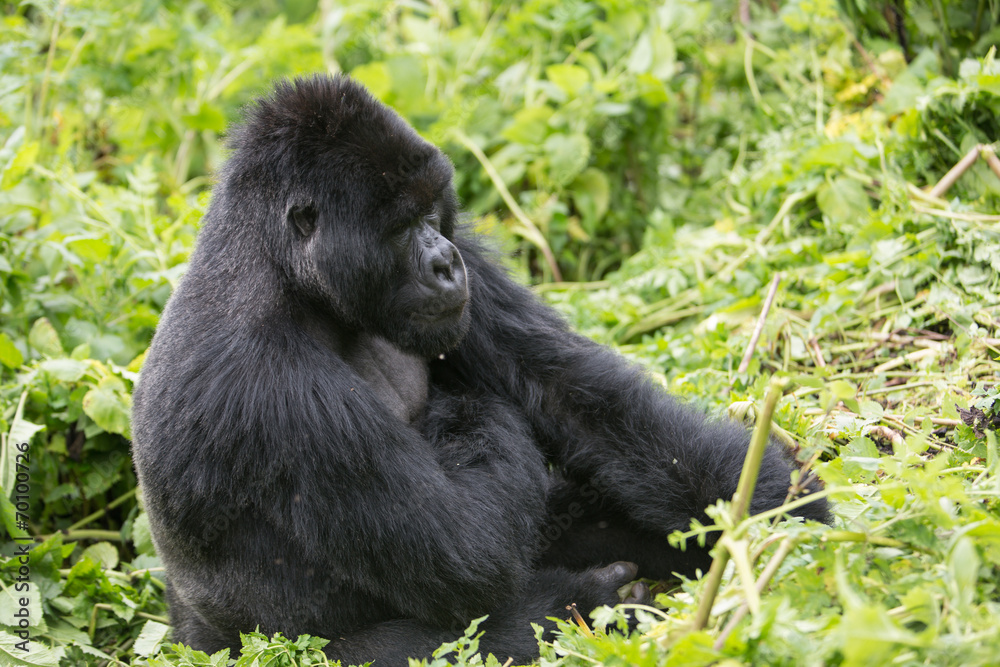 Vulcanoes NP: 2. Gorilla Trekking Vulcanoes NP: 2. Gorilla Trekking