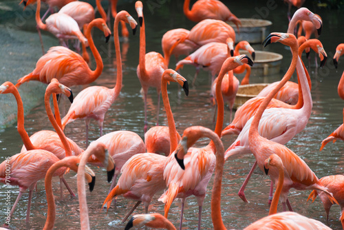 Flamingo birds in the pond