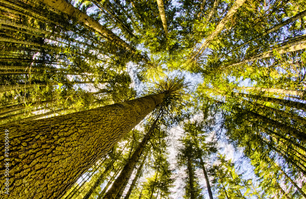 Fototapeta premium Trees and countryside