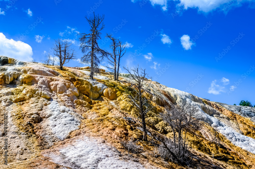 Scenic view of geothermal land and dry trees in Yellowstone NP