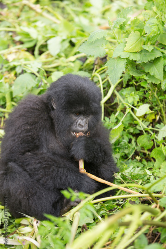 Vulcanoes NP: 2. Gorilla Trekking