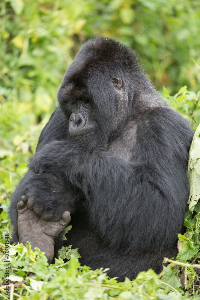 Vulcanoes NP: 2. Gorilla Trekking