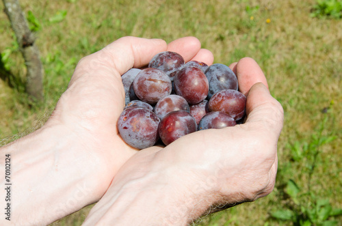 Hands full of plums