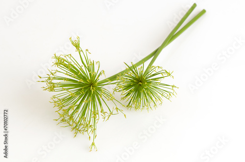 Egyptian papyrus sedge plant photo