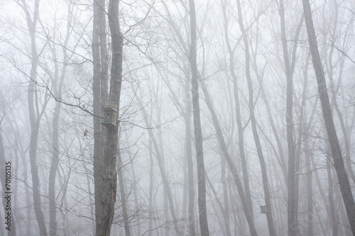 霧の森 軽井沢