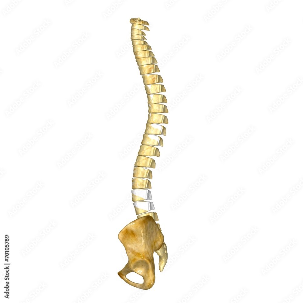 Hip with backbone Hip with backbone
