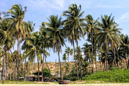 Coconut beach vietnam