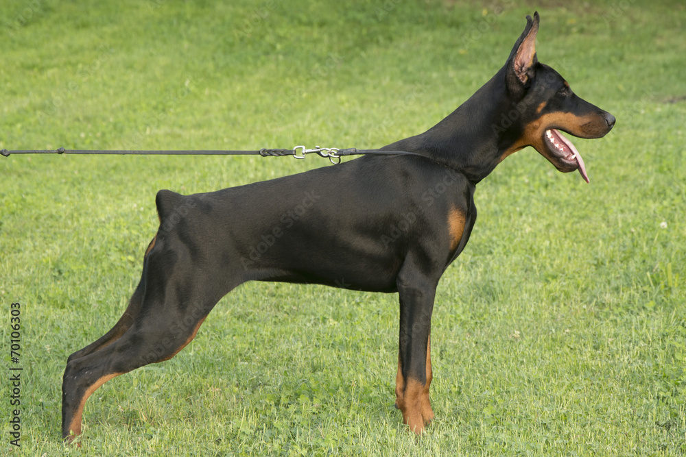 portrait of the black Doberman portrait of the black Doberman