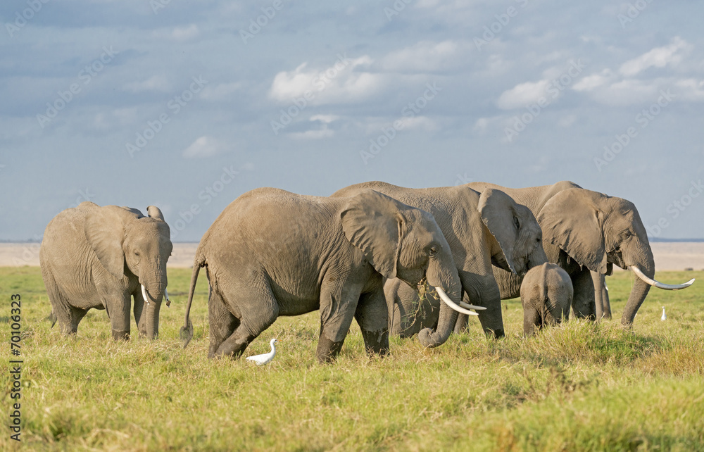 Fototapeta premium Elephants of Amboseli National Park