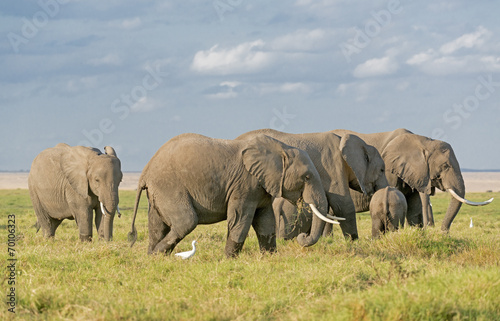 Elephants of Amboseli National Park