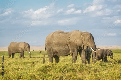 African Elephants on pasture