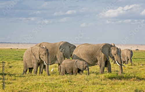 African Elephants