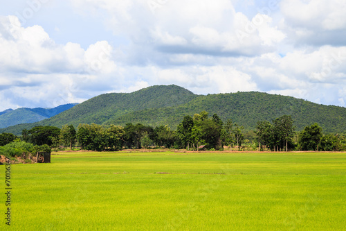 rice field white cloud blusky photo