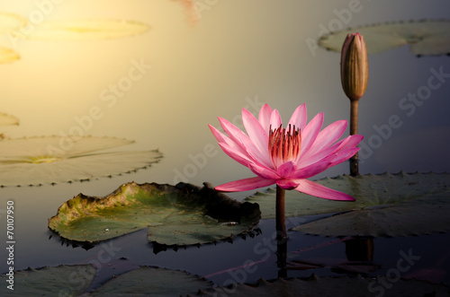 Fototapeta Naklejka Na Ścianę i Meble -  The Pink Lotus Flower