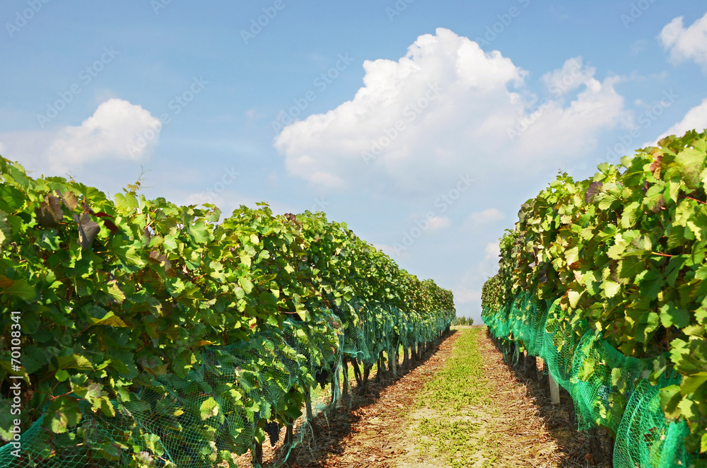 Naklejka premium Vineyard, Moravia, Czech Republic