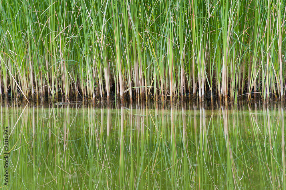 closeup of dwarf cattail reed mirroring in a swimming pond closeup of dwarf cattail reed mirroring in a swimming pond