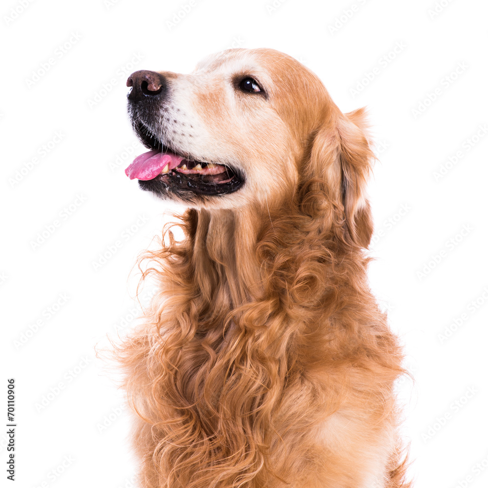 purebred golden retriever dog