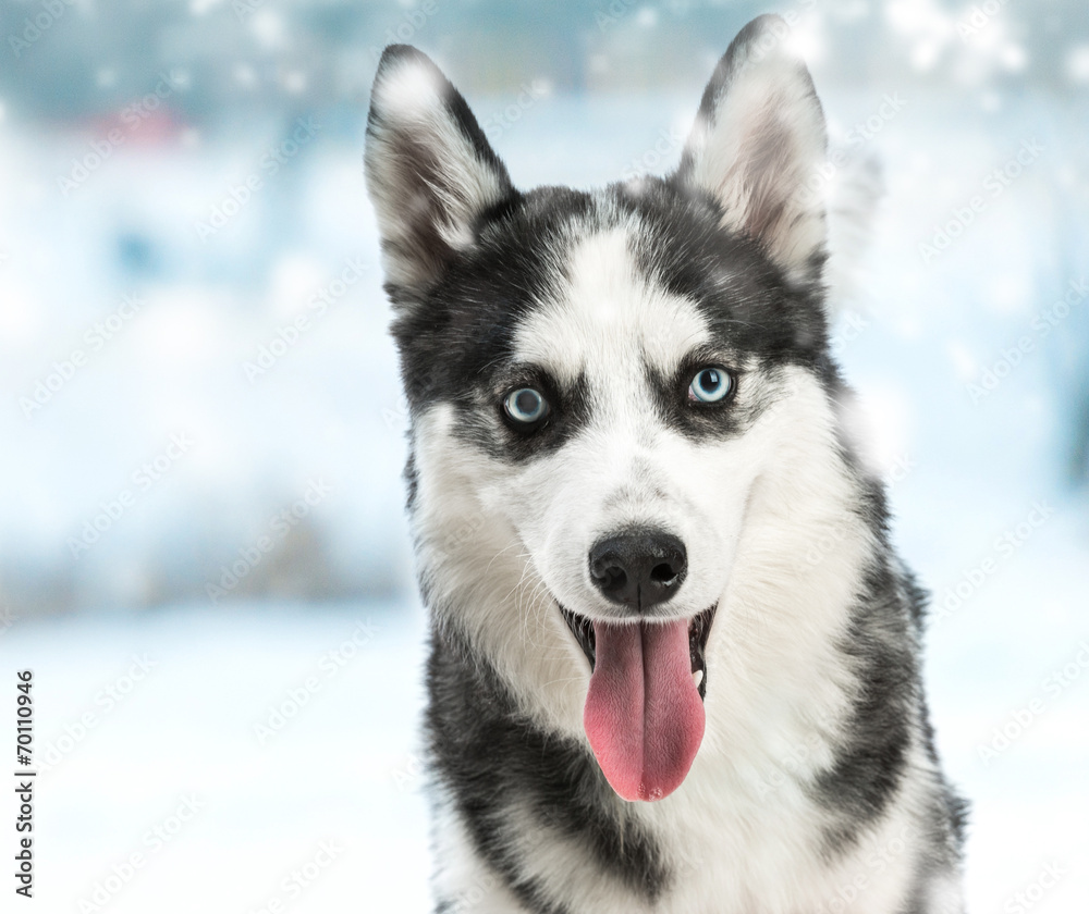 siberian husky siberian husky