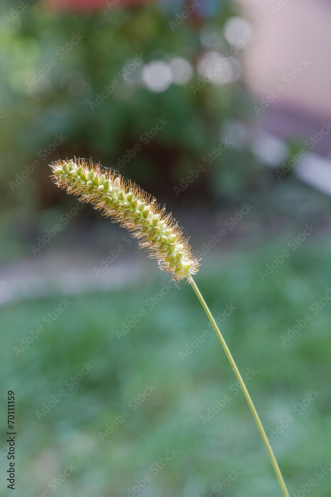 Ear Ear