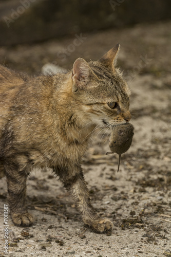 cat holds the caught mouse in teeth