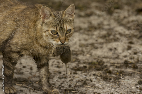 cat holds the caught mouse in teeth © predrag1