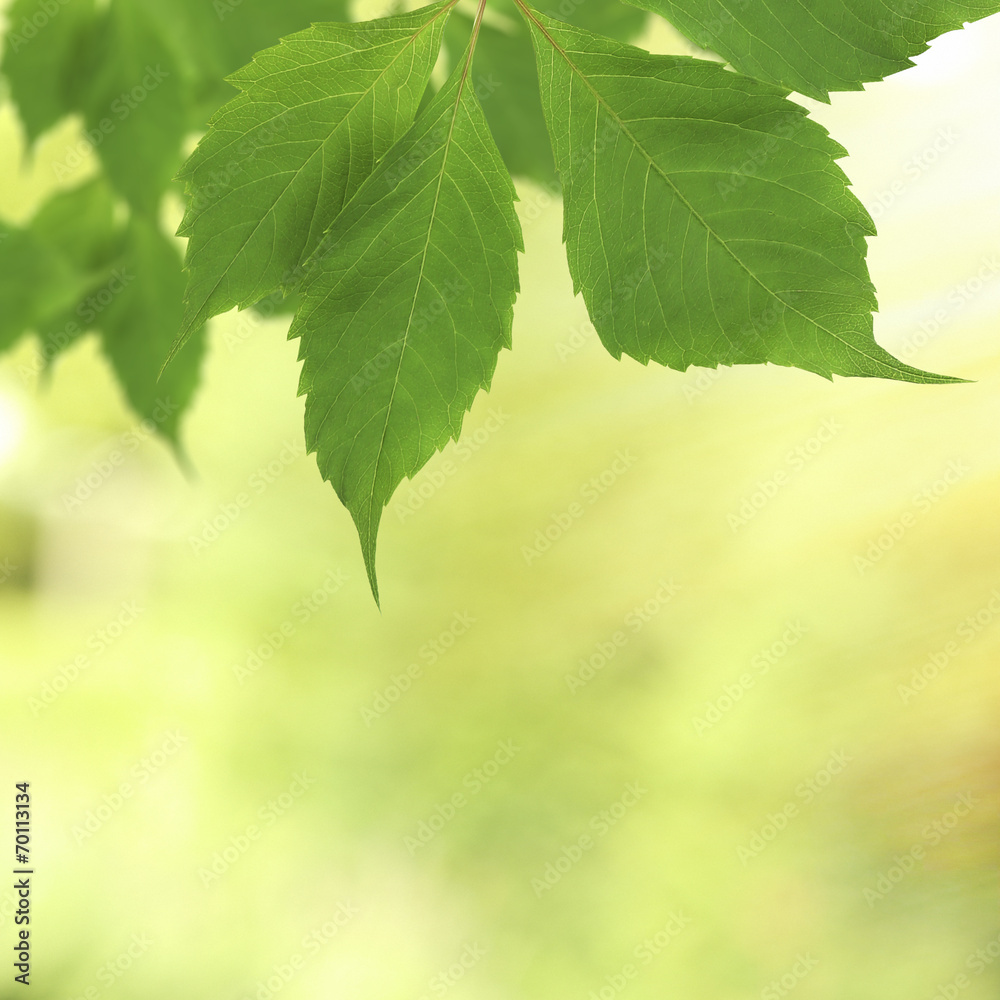 Beautiful green twig with leaves on bright background Beautiful green twig with leaves on bright background