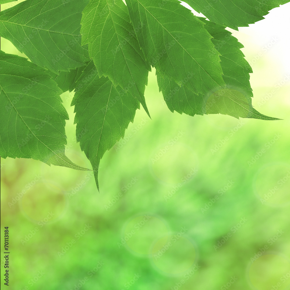 Beautiful green twig with leaves on bright background