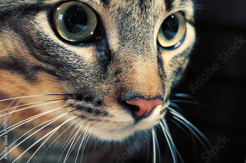 Grey cat's muzzle closeup