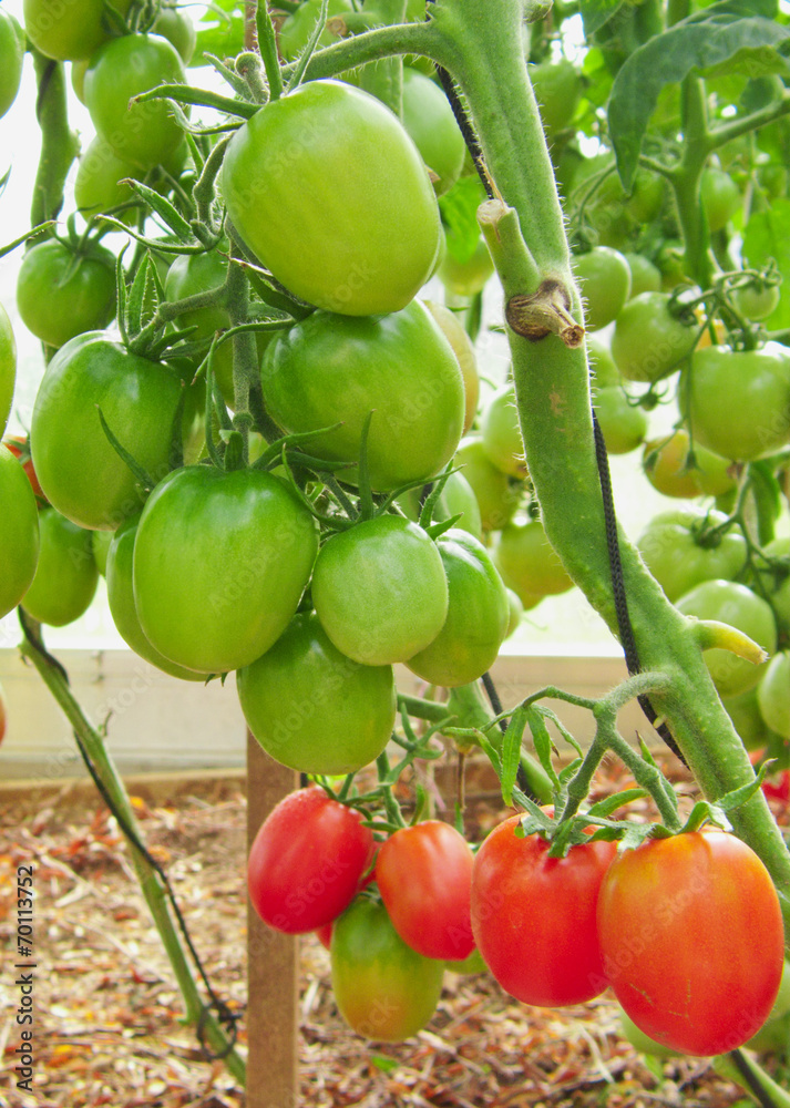 Many tomatoes growing in a greenhouse.