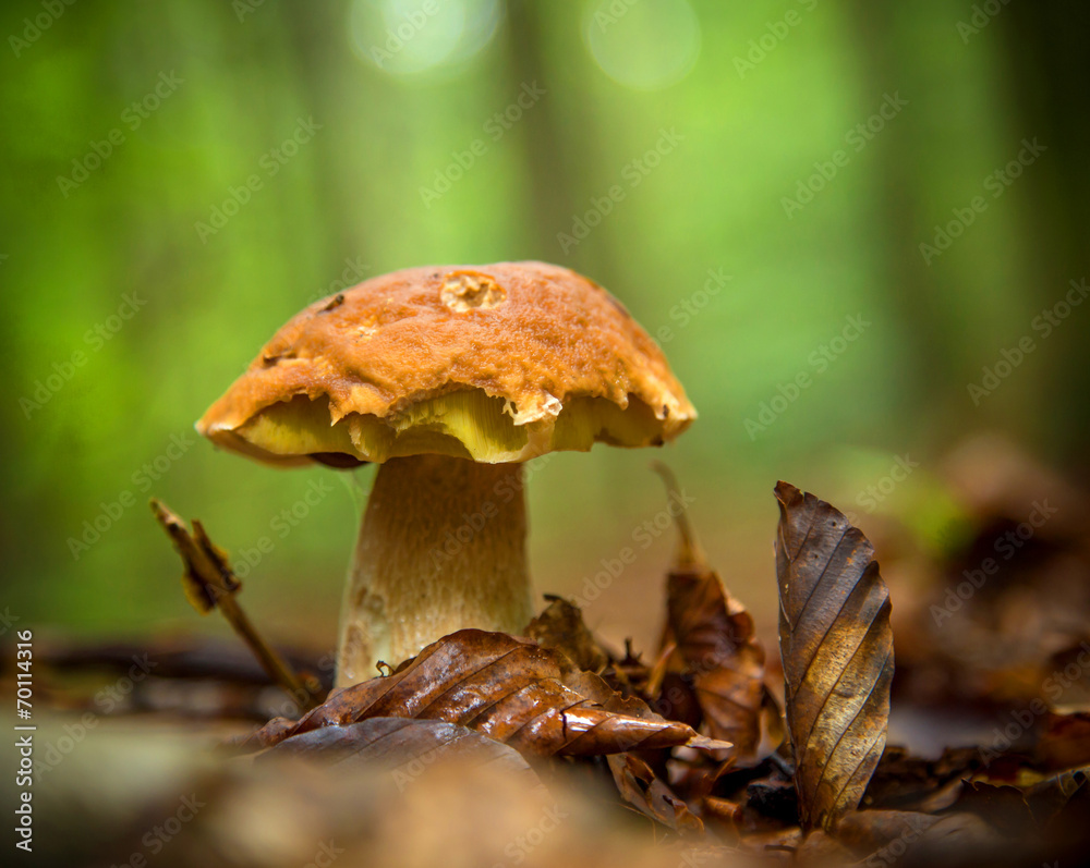 Fototapeta premium Boletus mushroom in the forest