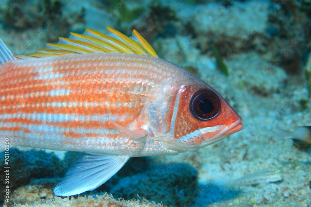 Squirrelfish Squirrelfish