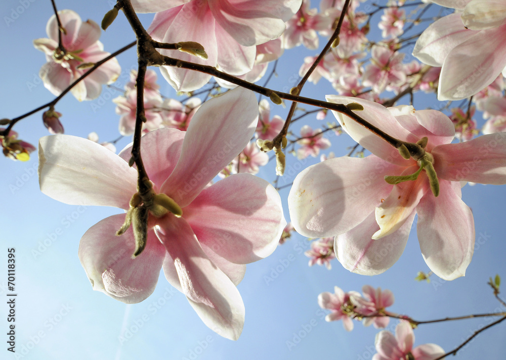 Obraz premium Magnolien