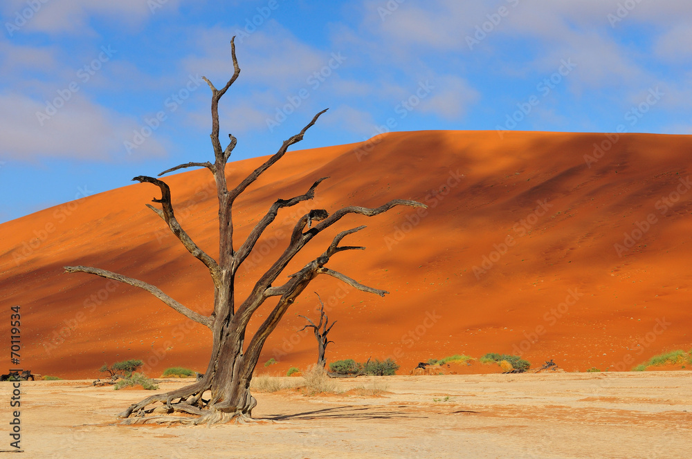 Lonely tree skeleton, Deadvlei, Namibia - obrazy, fototapety, plakaty 