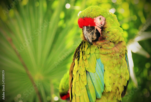 Green Macaw parrot