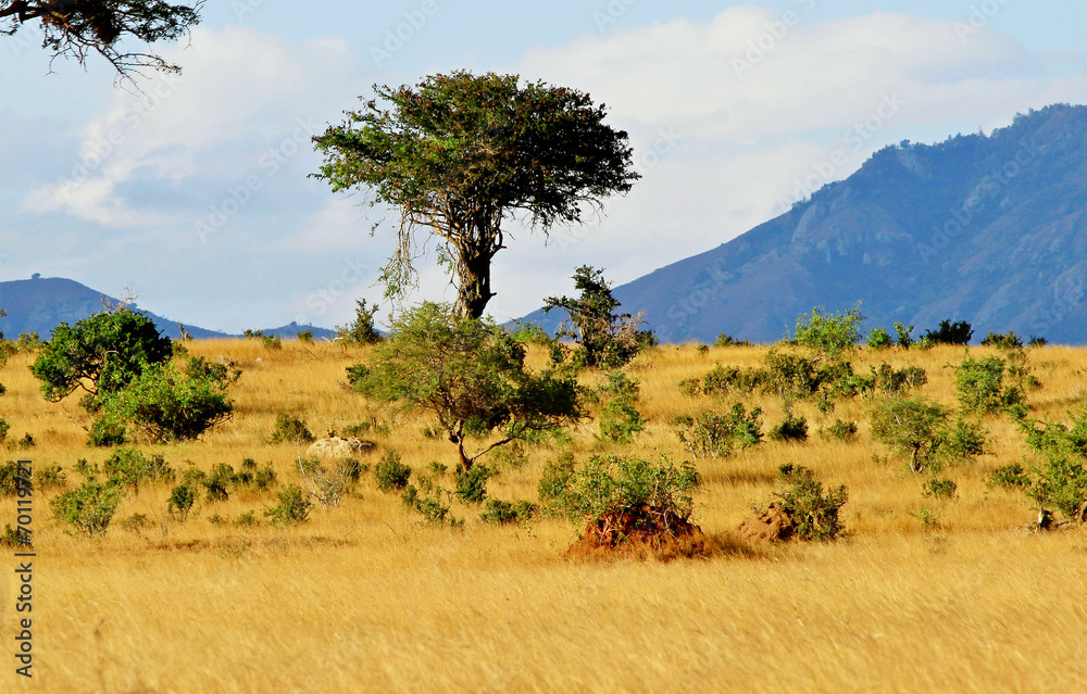 Acacia tree on african savanna