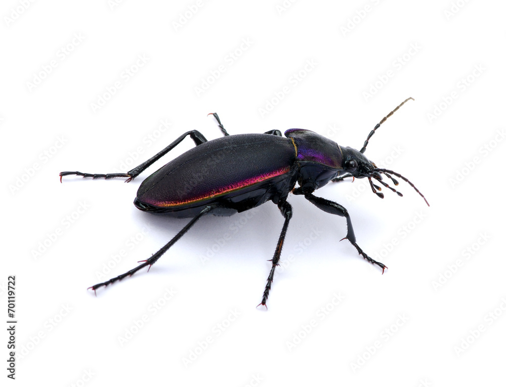 black beetle black beetle
