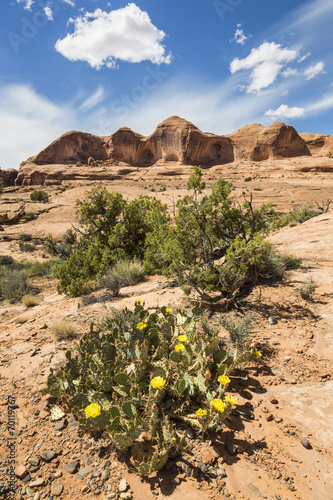 Desert Landscape