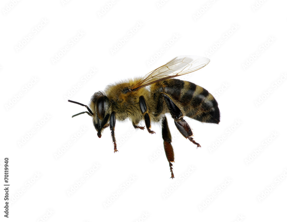 bee bee